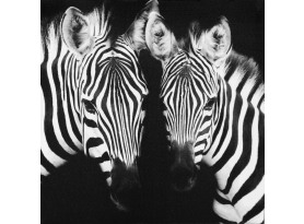 Obraz na plátne Zebry, 50x50 cm