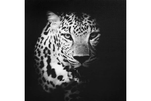 Obraz na plátne Leopard, 50x50 cm